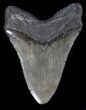 Large, Megalodon Tooth - South Carolina #37496-2